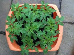 Due to their relatively long growing season requirements (and late planting date), plant small. Growing Tomatoes Outdoors My Top Tips Jane Perrone
