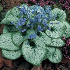 Brunnera Jack Frost Brightens Up The Shady Areas With Almost Neon Bright Blue Flowers And Amazing White Foliage Shade Garden Plants Plants Perennial Garden