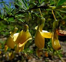 Image result for Vigna pygmaea
