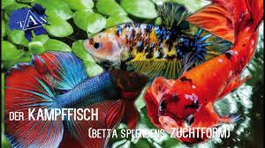 Der Kampffisch Betta Splendens Zuchtform Tax Youtube