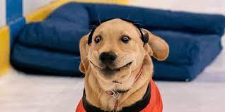 A young dog, wolf, fox, seal, or shark, or the young of certain other animals. Captain The Caps Pup Needs Your Help Are You Going To Let Him Down How Could You Do That To Him He S A Good Dog