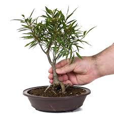 Image result for Ficus ottoniifolia