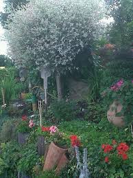 Blumen Und Zierbaumchen Zierbaume Garten Blumen
