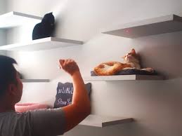 Use our detailed filters to find the perfect place, then get in touch with the property manager. Check Out These 4 Amazing Cat Cafes In Nyc Buzztonight