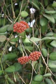 Mark unread print skip to new. Hoya Bilobata Tropical Plants Almost Eden