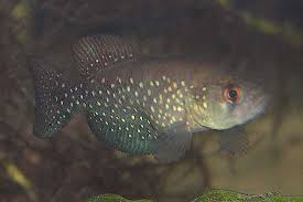 Image result for Ottelia fischeri