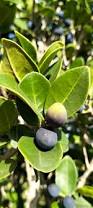 Image result for Chionanthus foveolatus