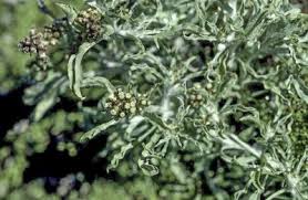 Image result for Gnaphalium polycaulon