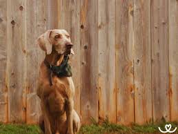 Image result for výmarský dlouhosrstý ohař