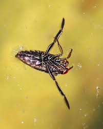 Image result for Notonectidae