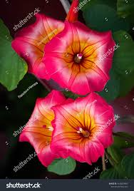 Image result for Stictocardia