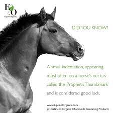 Prophet S Tumbmark On Horses Means Good Luck Horse Facts Horses Horse Info