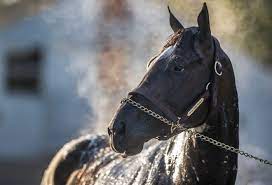 Essential quality, a tapit blueblood, comes from the family of smarty jones (keeneland/coady photography) top sire tapit, and global operation godolphin, are still seeking an elusive first kentucky derby (g1) winner. Ihrwvm8irne4mm
