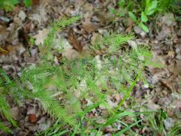 Image result for Asparagaceae