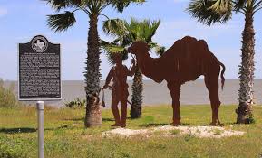 Located in houston's sprawling hermann park, houston museum of natural science features four floors of exhibit halls; Great Camel Experiment And The Role Of The Texas Hill Country In It