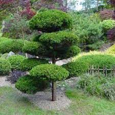 Maybe you would like to learn more about one of these? Plants For Japanese Gardens The Japanese Garden Centre