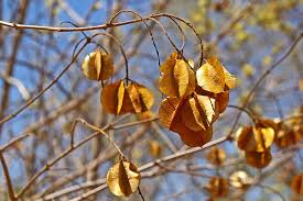 Image result for Combretum celastroides