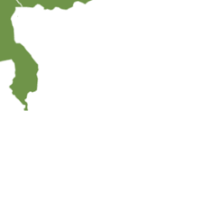 Image result for Austrosynotis