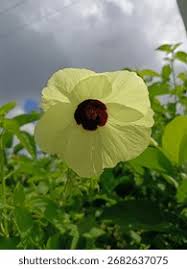 Image result for Hibiscus vitifolius