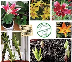 Der standort kann dabei das eigene heim oder gewächshaus sein. Was Tun Um Lilien Bluhen Erfahrene Flowers Tips Site Uber Den Garten Die Hutte Und Zimmerpflanzen