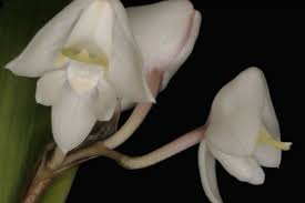 Image result for Polystachya virginea