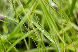 Image result for Eriochloa procera