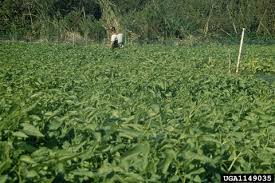 Image result for Ipomoea aquatica