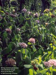 Image result for Clerodendrum fuscum