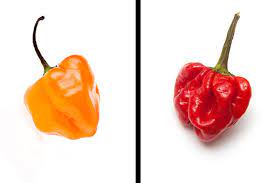 We may earn a commission through links on our site. Only Spicy Food Fans Can Handle This Hot Pepper Quiz