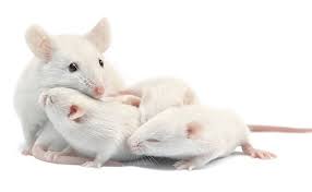 Mouse Facts How Many Baby Mice Are In A Litter
