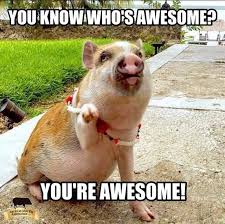 20 Cute Pig Memes That Will Surely Steal Your Heart Sayingimages Com Pig Memes Cute Pigs Mini Pig