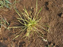 Image result for Wiesneria