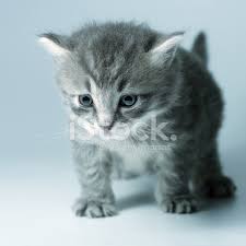 Kucuk Gri Kedi Yavrusu Stok Fotograflari Freeimages Com
