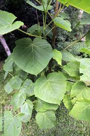 Image result for Menispermaceae