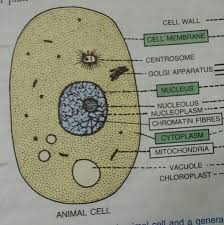 It is larger than the nucleus. Draw The Diagrams Of Animal Cell And Plant Cell Write The Differences Betweenthem What Are The Brainly In