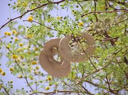 Image result for Acacia eriocarpa