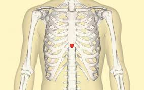 Free online quiz back and chest muscle diagram. Xiphoid Process Pain Lump And Removal