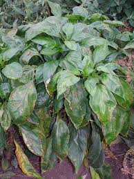 We did not find results for: What S Wrong With My Plant Garden University Of Minnesota Extension
