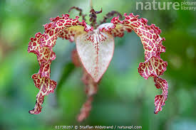 Image result for Monodora