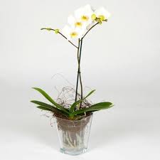 Le orchidee, appartenenti all'ordine delle le orchidee possono essere coltivate sia in casa sia in giardino. Coltivare Le Orchidee In Vaso Cura Orchidee Coltivare Le Orchidee In Vaso