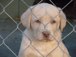 Chocolate, yellow, and black coat colored males and females. Omg They Breed Champagne Labs They Have Blue Eyes Hubby Has Banned All Labs Because Our Current L Lab Puppies Cute Puppies And Kittens Labrador Retriever