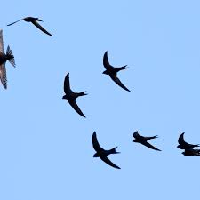 These Birds Fly Almost A Year Without Landing