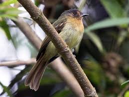 Image result for Streptocarpus leptopus