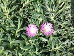 Image result for Delosperma spp.