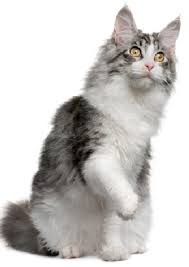 She appreciates praise and loves to interact with her parent. The Norwegian Forest Cat Cat Breeds Encyclopedia