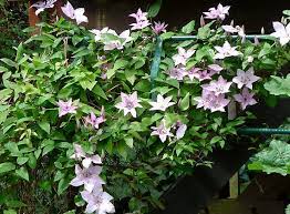 Check spelling or type a new query. Mallow Coloured Clematis Hagley Hybrid