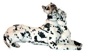 Kitty Brandin Great Dane Harlequins Realistic Stuffed Animals Great Dane Great Dane Dogs