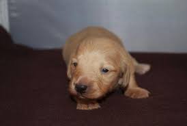The dachshund, or wiener dog, is a lively, clever, & courageous dog that is generally good with children. 3 Longhaired Akc Dachshund Puppies For Sale In Bryon Georgia Classified Americanlisted Com