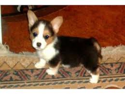 We cover missouri, part of southern ll, and part of northern arkansas. Corgi Puppies For Sale In Iowa Petfinder