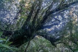 Pin On Forests Reference Packs